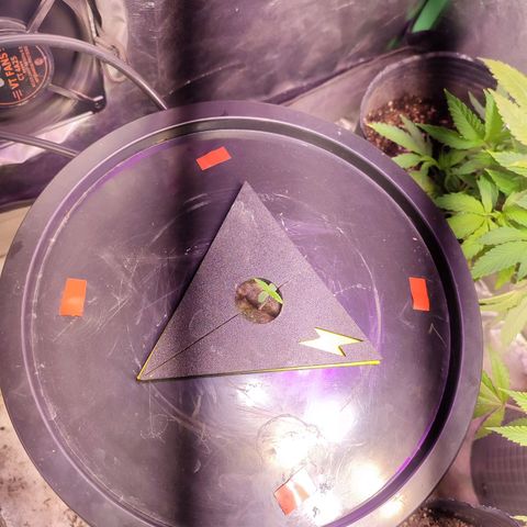 Sour Strawberry Hidro growlog timeline photo