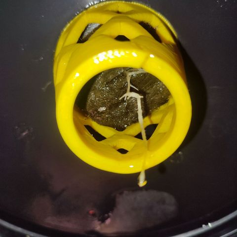 Sour Strawberry Hidro growlog timeline photo