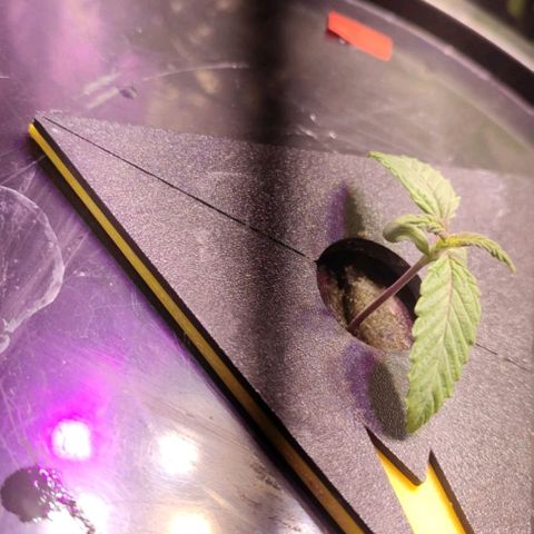 Sour Strawberry Hidro growlog timeline photo