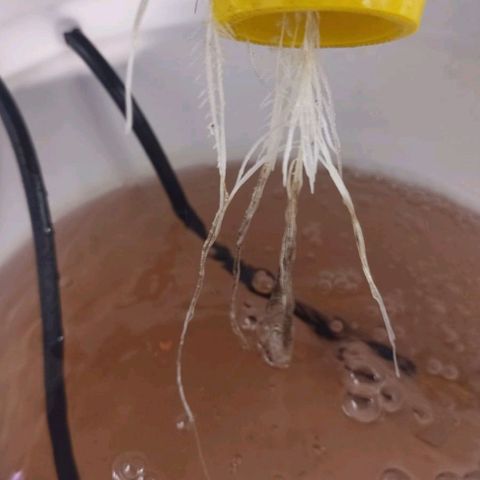 Sour Strawberry Hidro growlog timeline photo