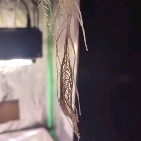 Sour Strawberry Hidro growlog timeline photo