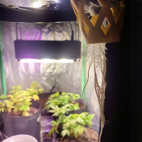 Sour Strawberry Hidro growlog photo: Mejoro con el h2o2