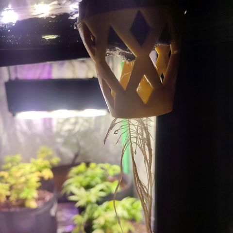 Sour Strawberry Hidro growlog photo: Mejoro con el h2o2