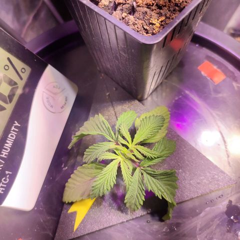 Sour Strawberry Hidro growlog timeline photo