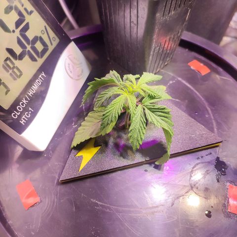 Sour Strawberry Hidro growlog timeline photo