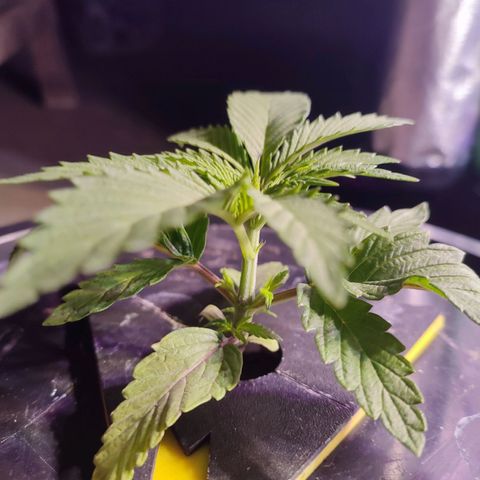 Sour Strawberry Hidro growlog timeline photo