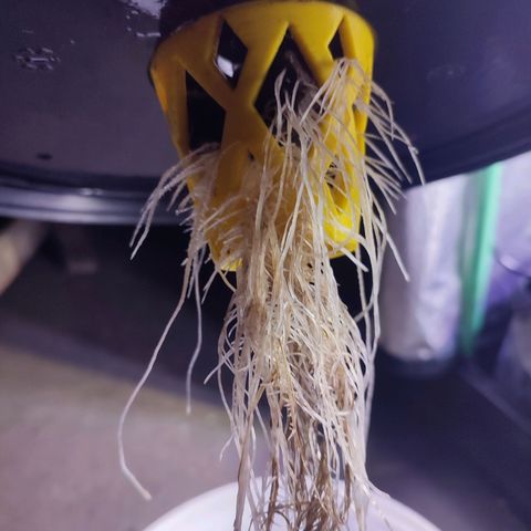Sour Strawberry Hidro growlog timeline photo
