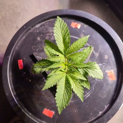 Sour Strawberry Hidro growlog timeline photo