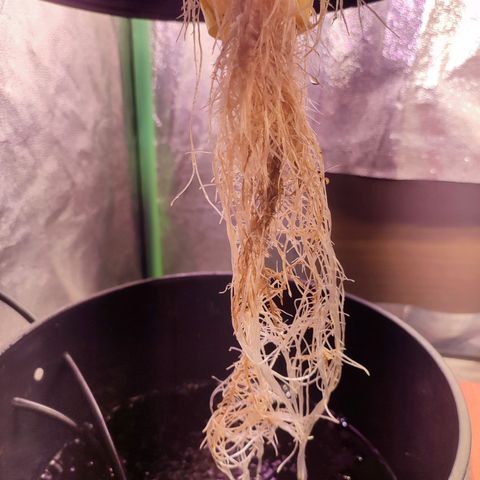 Sour Strawberry Hidro growlog timeline photo