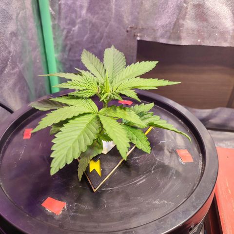 Sour Strawberry Hidro growlog timeline photo
