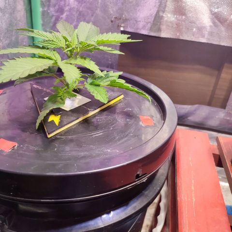 Sour Strawberry Hidro growlog timeline photo