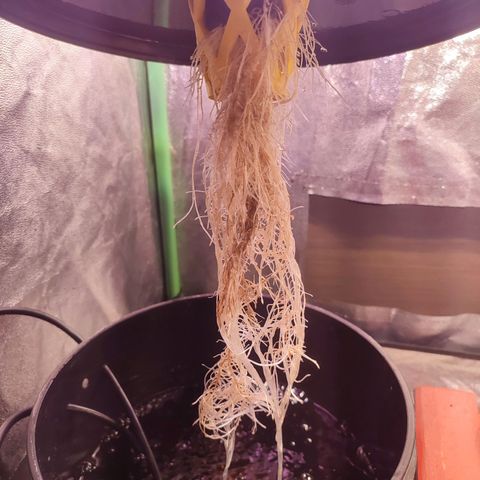 Sour Strawberry Hidro growlog timeline photo