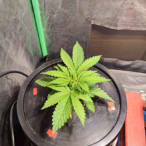 Sour Strawberry Hidro growlog timeline photo