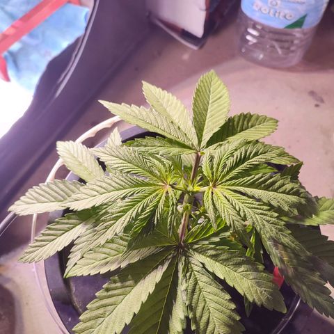 Sour Strawberry Hidro growlog timeline photo