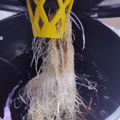 Sour Strawberry Hidro growlog timeline photo