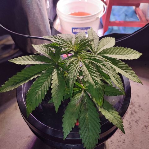 Sour Strawberry Hidro growlog timeline photo