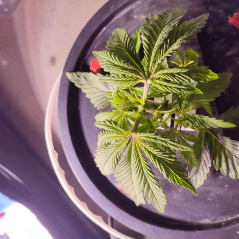 Sour Strawberry Hidro growlog timeline photo
