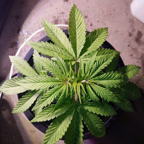 Sour Strawberry Hidro growlog timeline photo