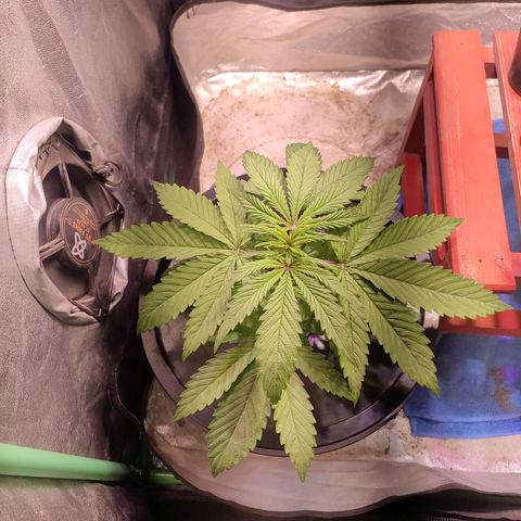 Sour Strawberry Hidro growlog timeline photo