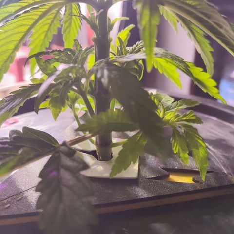 Sour Strawberry Hidro growlog timeline photo