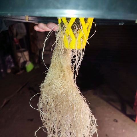 Sour Strawberry Hidro growlog timeline photo