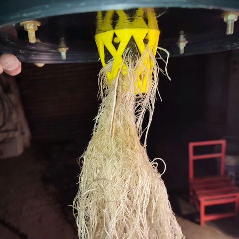 Sour Strawberry Hidro growlog timeline photo