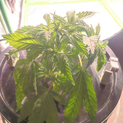 Sour Strawberry Hidro growlog timeline photo