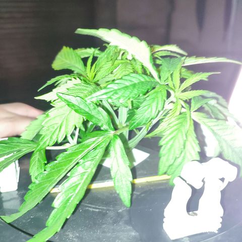 Sour Strawberry Hidro growlog timeline photo