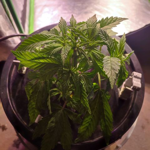Sour Strawberry Hidro growlog timeline photo