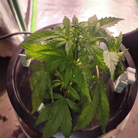 Sour Strawberry Hidro growlog timeline photo