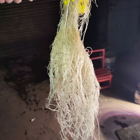Sour Strawberry Hidro growlog timeline photo