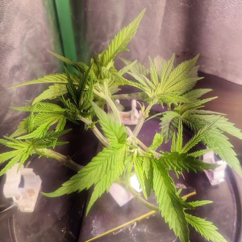 Sour Strawberry Hidro growlog timeline photo