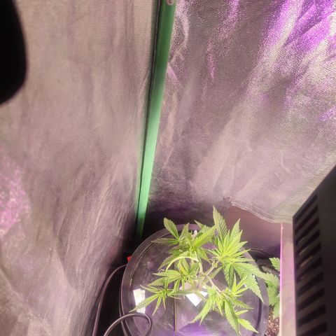 Sour Strawberry Hidro growlog timeline photo