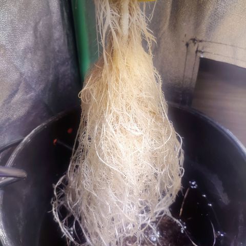 Sour Strawberry Hidro growlog timeline photo