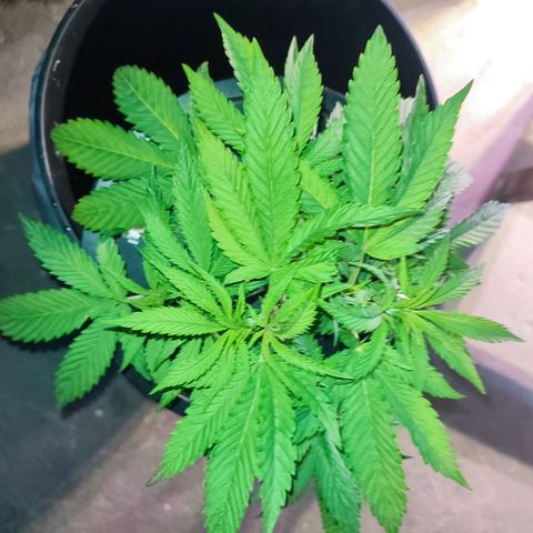 Sour Strawberry Hidro growlog timeline photo