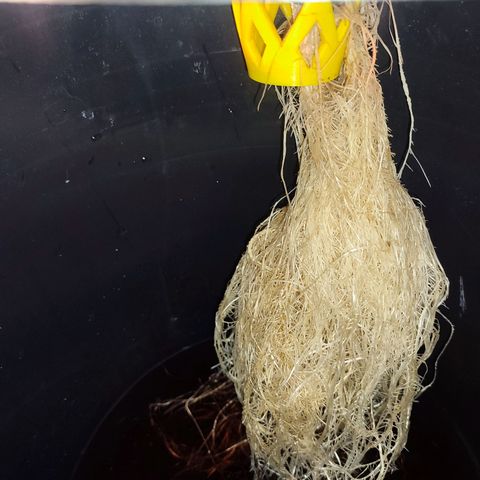Sour Strawberry Hidro growlog timeline photo