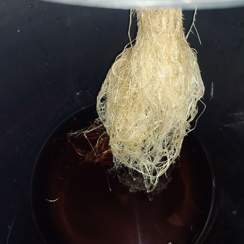 Sour Strawberry Hidro growlog timeline photo