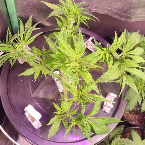 Sour Strawberry Hidro growlog timeline photo