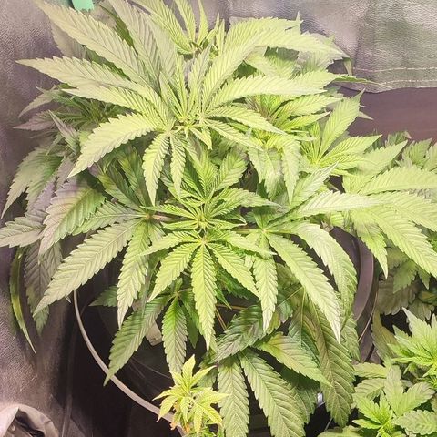 Sour Strawberry Hidro growlog timeline photo