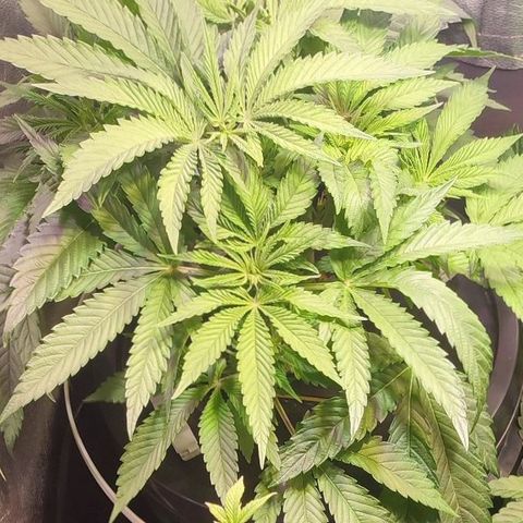 Sour Strawberry Hidro growlog timeline photo