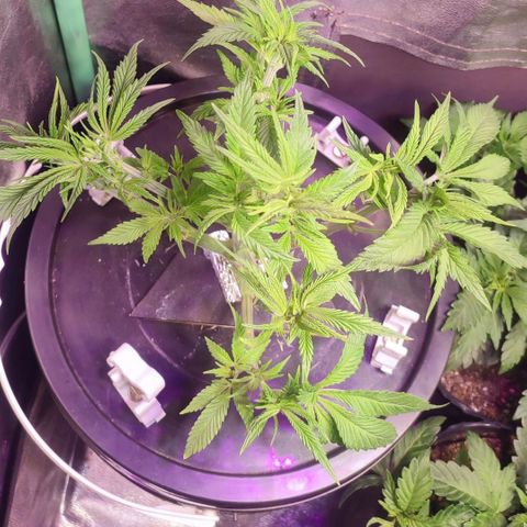Sour Strawberry Hidro growlog timeline photo