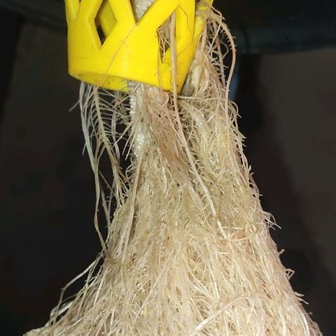 Sour Strawberry Hidro growlog timeline photo