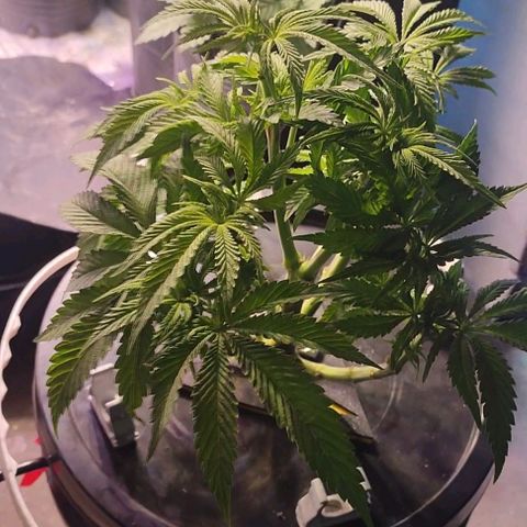 Sour Strawberry Hidro growlog timeline photo
