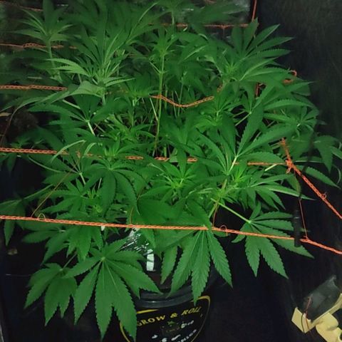 Sour Strawberry Hidro growlog timeline photo