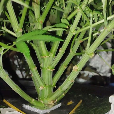 Sour Strawberry Hidro growlog timeline photo