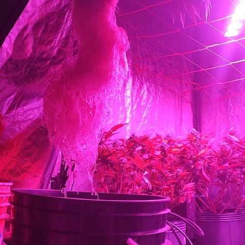 Sour Strawberry Hidro growlog timeline photo