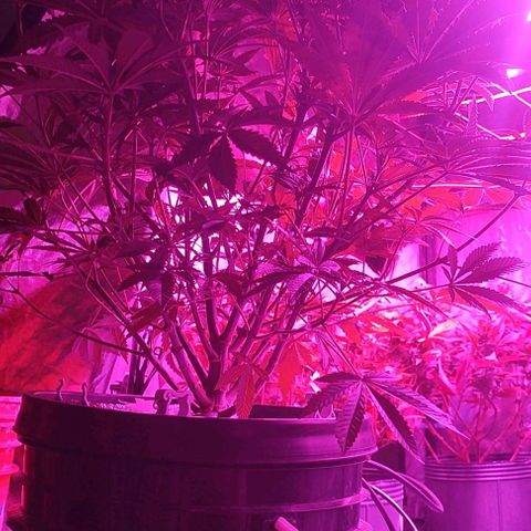 Sour Strawberry Hidro growlog timeline photo