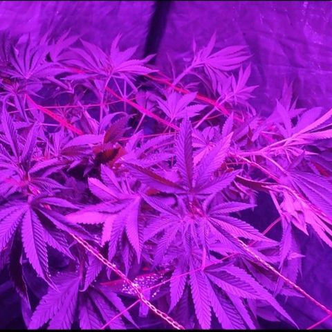 Sour Strawberry Hidro growlog timeline photo