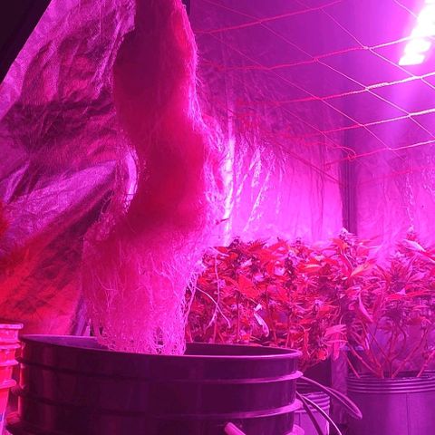 Sour Strawberry Hidro growlog timeline photo
