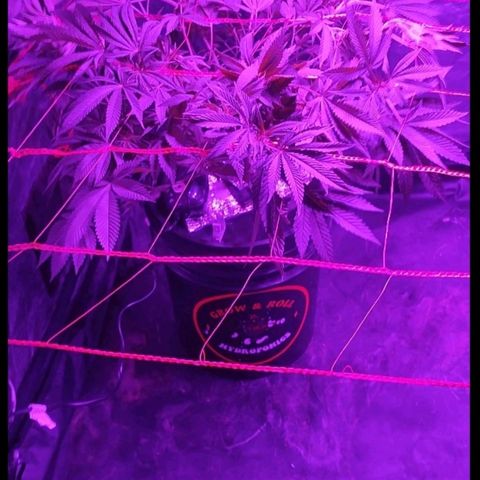 Sour Strawberry Hidro growlog timeline photo